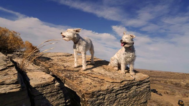 izzyandmaddywindblowing