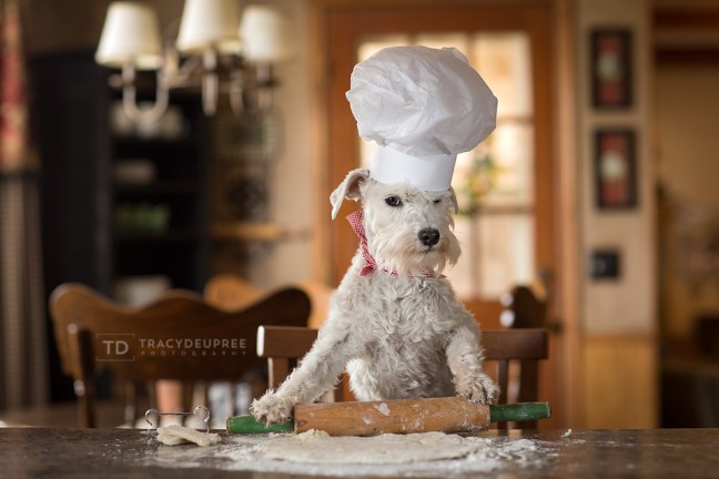 Izzyminiatureschnauzerbaking1fb