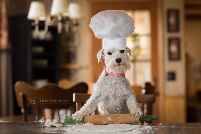 Izzyminiatureschnauzerbaking2fb