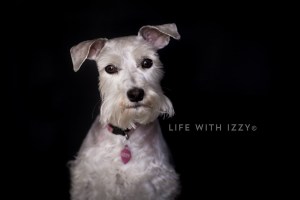 Izzyminiatureschnauzerlogo copyfb