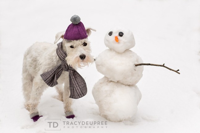 Izzyminiatureschnauzersnowmanfb