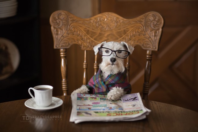 Izzytheminiatureschnauzerreadsthepaperwithcoffe copyfb