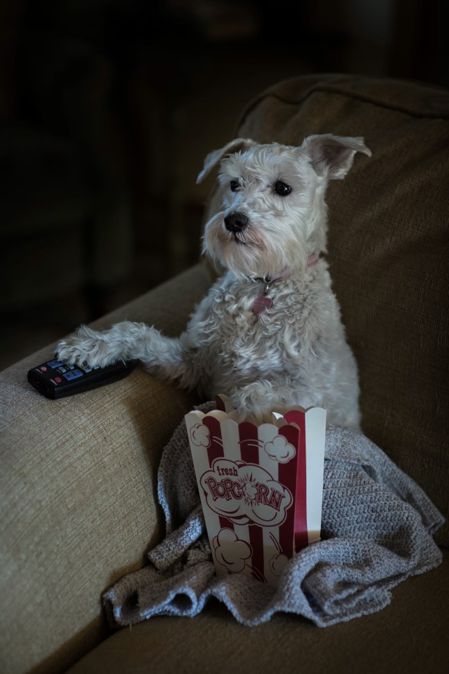 Izzytheminiatureschnauzerwatchestfinalx