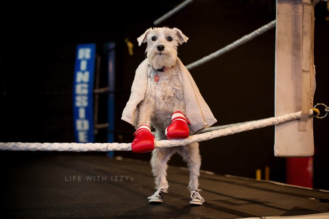 Izzyminiatureschnauzerboxing copyfb2