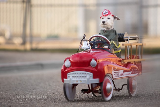 Izzyminiatureschnauzerdogdrivingfiretruck5 copyfb