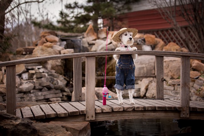 Izzyminiatureschnauzerdogfishing copyfb