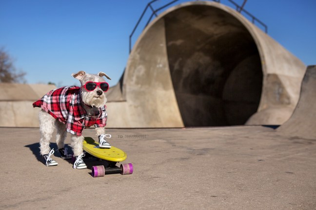 Izzyminiatureschnauzerdogskateboarding copyfb copy
