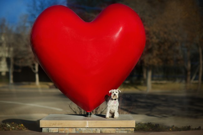 Izzyminiatureschnauzerdogvalentineheart2 copyfb