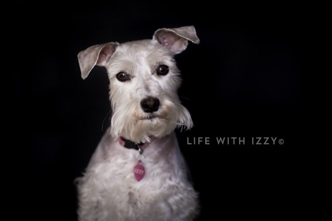Izzyminiatureschnauzerlogo copyfb