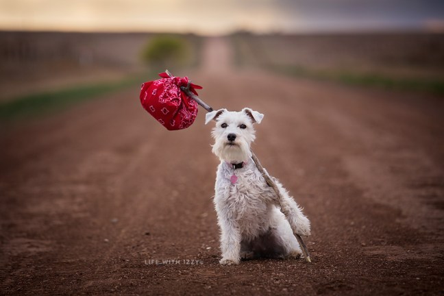 Izzyminiatureschnauzerroadtripuse copyfb