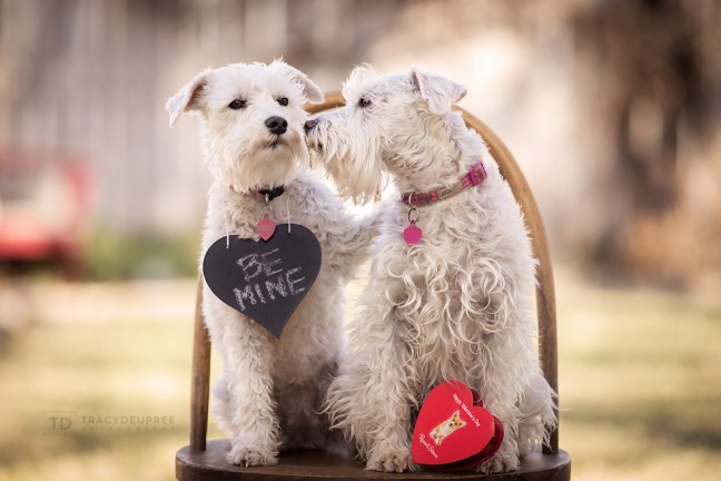 izzytheminiatureschnauzerandmaddytherescuedoglifewithizzy copyfb