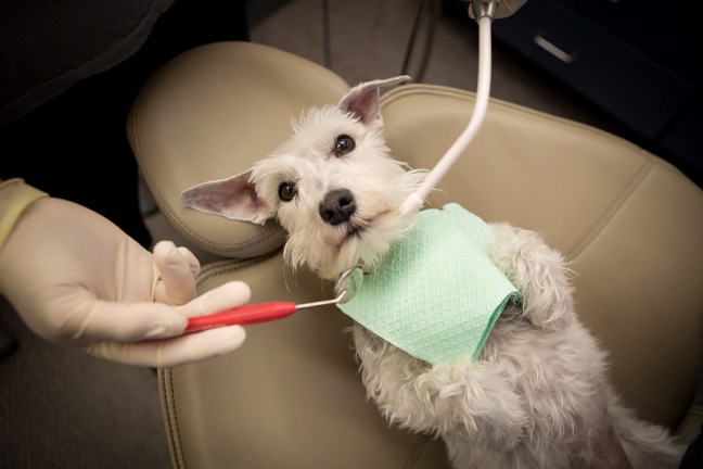 Izzytheminiatureschnauzerdental1 copyfb