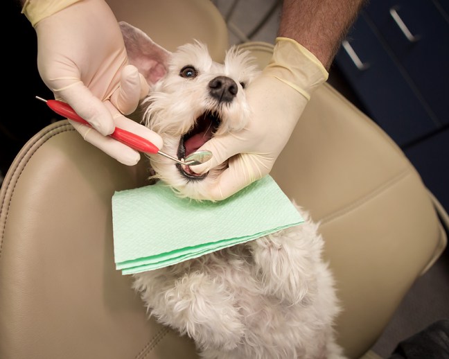 Izzytheminiatureschnauzerdental2 copyfb