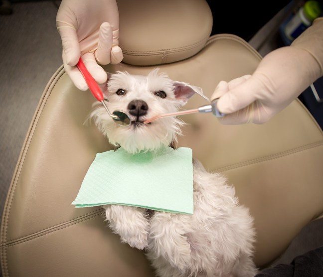 Izzytheminiatureschnauzerdental3 copyfb