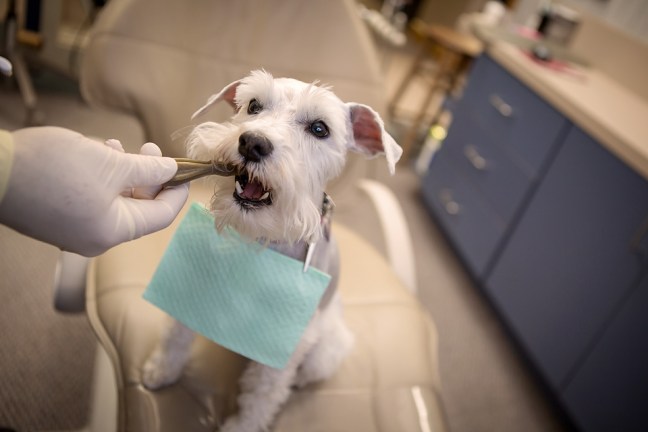 Izzytheminiatureschnauzerdental4 copyfb