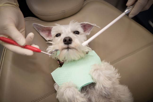 Izzytheminiatureschnauzerdental5 copyfb