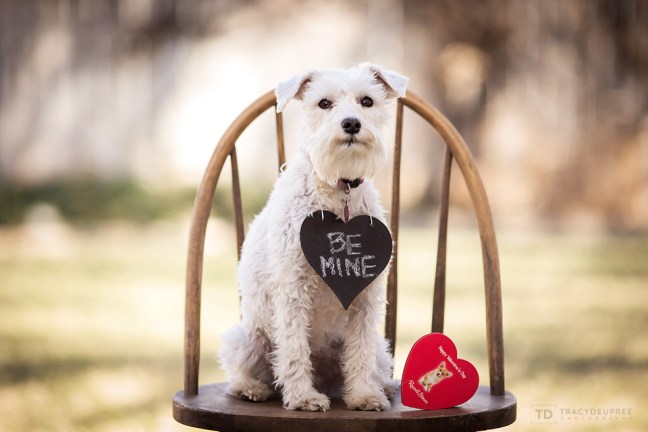 izzytheminiatureschnauzerdoglifewithizzy copyfb