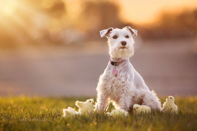 LifewithIzzyadogandherpeeps copyfb