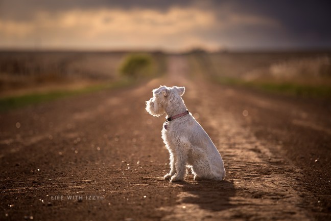 lifewithizzylookingback copyfb