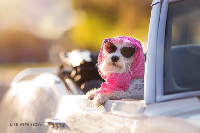LifewithIzzyminiatueschnazuerconvertible copyfb
