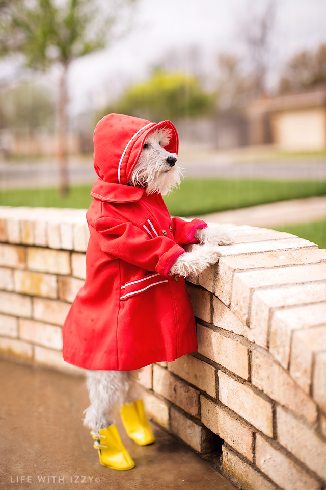 LifewithIzzyminiatueschnazuerraindrops2 copyfb2