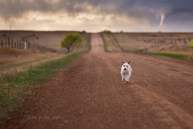 lifewithizzyrun copyfb