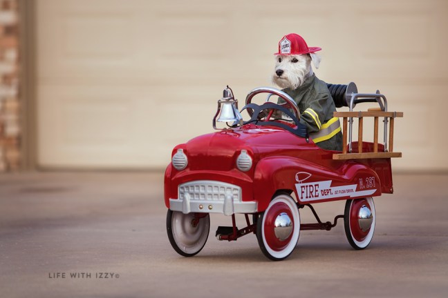 lifewithizzytheminiatureschnauzerdogfirefighterx copyfb2