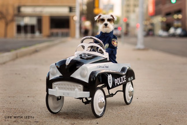LifewwithIzzyminiatureschnauzerthepolicedogfixed copyfb