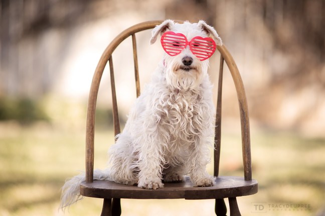 maddytherescuedoglifewithizzy copyffb