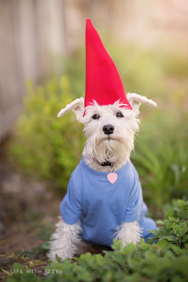 lifewithizzygnome copyfb