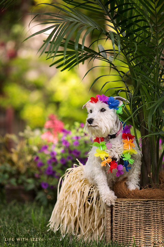 lifewithizzyhuladog copyfb