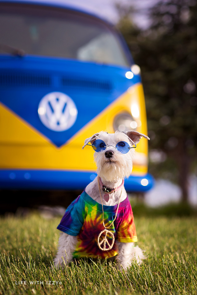 lifewithizzyminischnauzerhippie copyfb