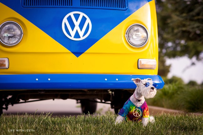 lifewithizzyminischnauzerhippie2 copyfb