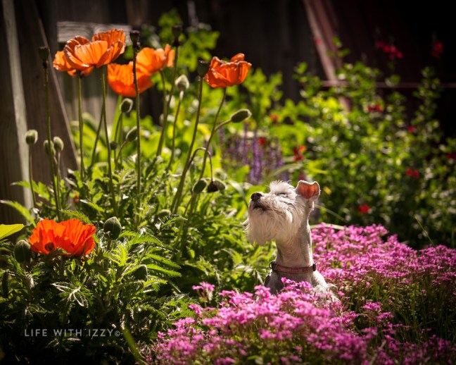 lifewithizzystopsmellflowers copyfb2