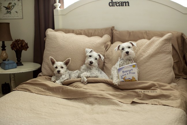 lifewithizzybedtimestory copyfb