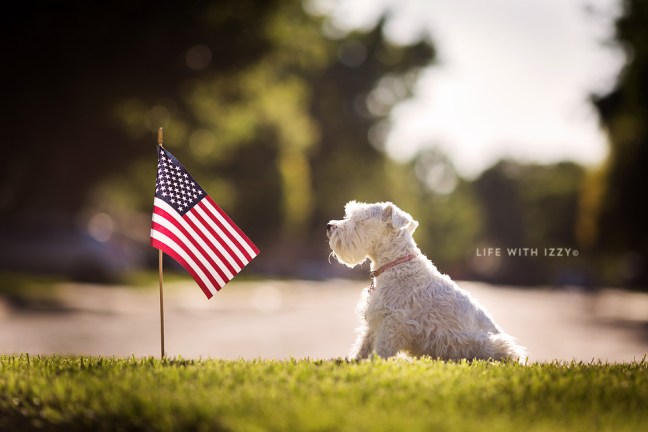 LifewithIzzyminiatueschnazuerflagdayx copyfb