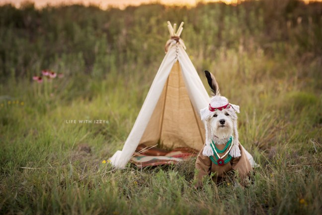 lifewithizzyminiatureschnauzerdogindian copyfb