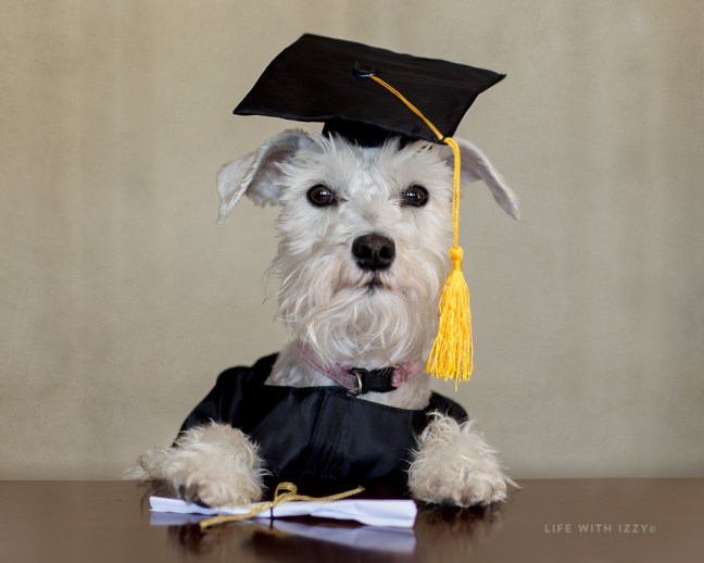 lifewithizzyminischnazuergraduate copyfb
