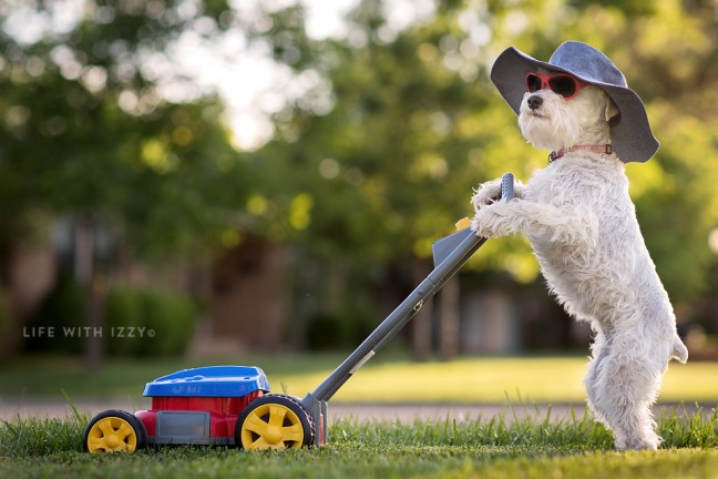 Miniatureschnauzerdogmowinglifewithizzy1 copyfb