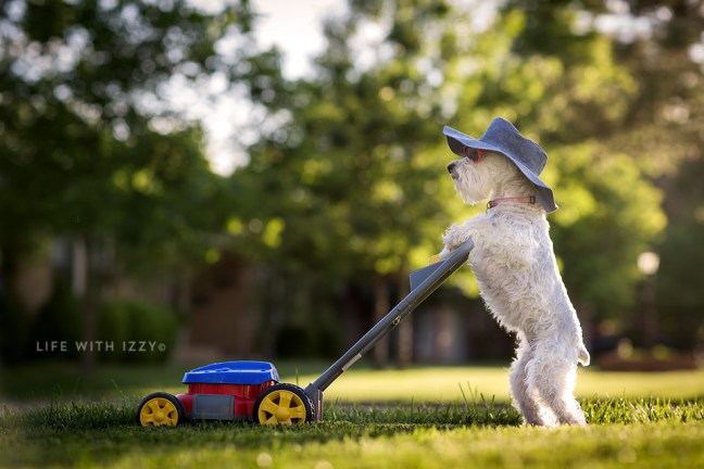 Miniatureschnauzerdogmowinglifewithizzy2 copyfb