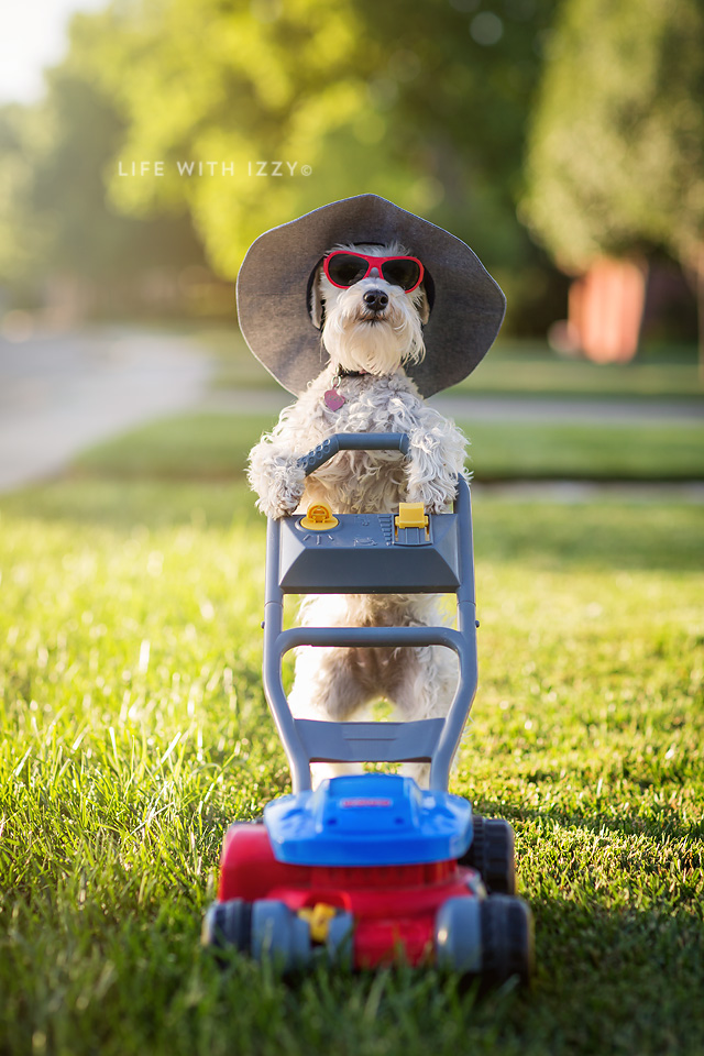 Miniatureschnauzerdogmowinglifewithizzy3 copyfb