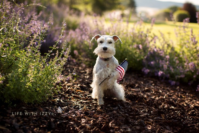 lifewithizzy4thofjulydogflag copyfb
