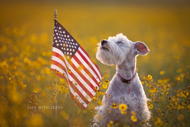 lifewithizzyhomeofthefreebecauseofthebrave copyfb