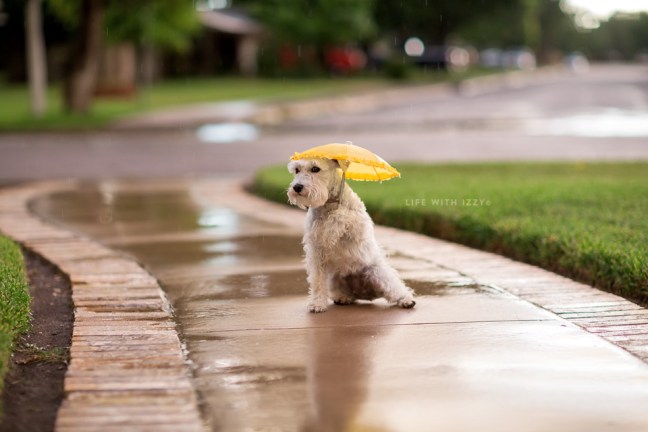 LifewithIzzyminiatueschnazuerumbrealla copyfb2