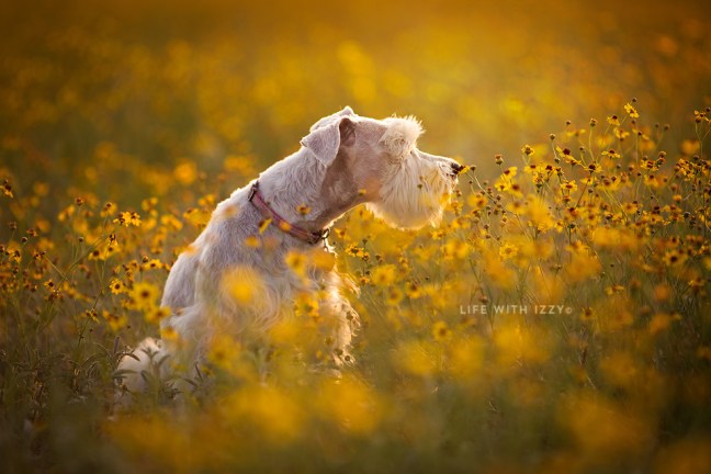 lifewithizzysniffingwildflowersuse copyfb