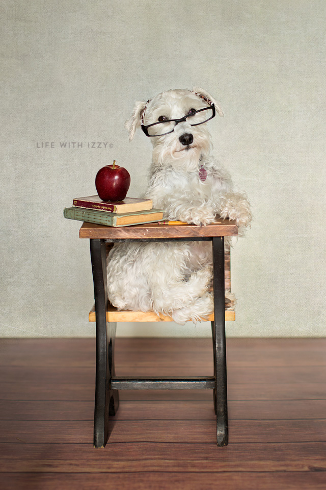 lifewithizzybacktoschoolt copyfb