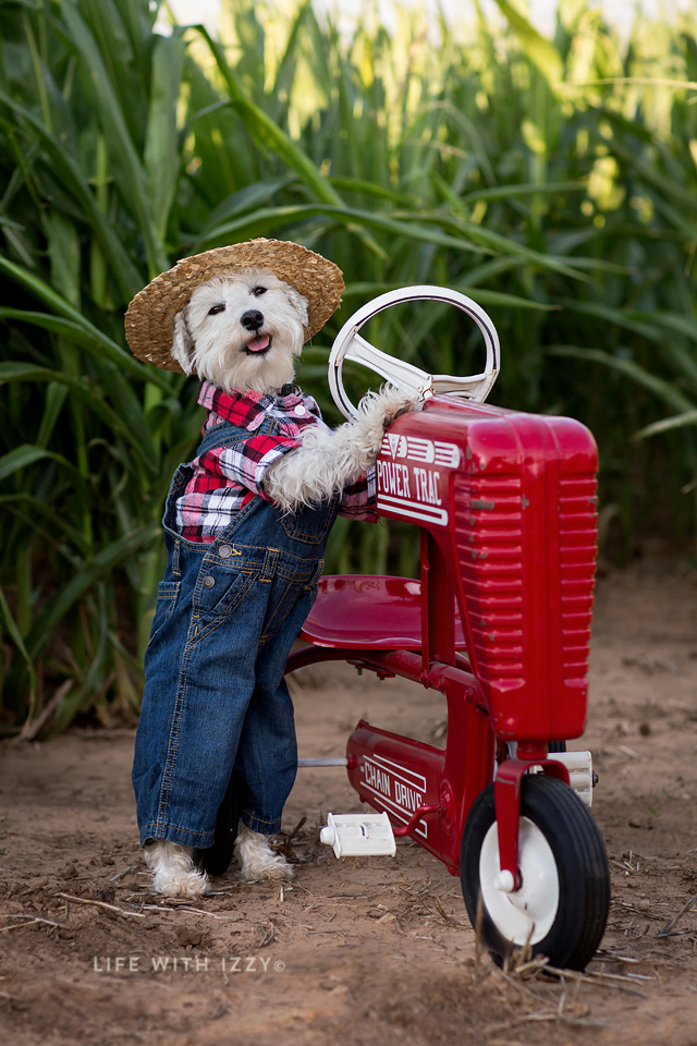 lifewithizzyfarmerdog copy 2earuse-Edit copyfb