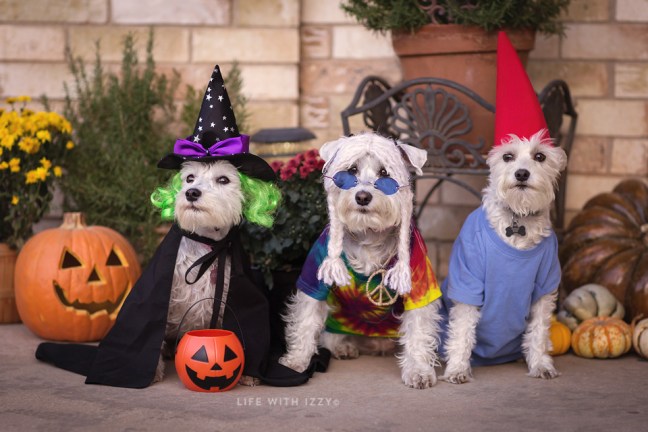 lifewithizzyhalloweendogs-copyfb