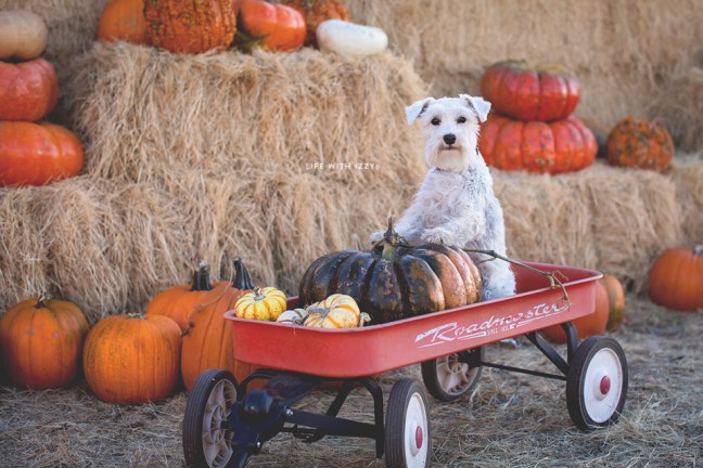 lifewithizzypumpkinpatch1-copyfb