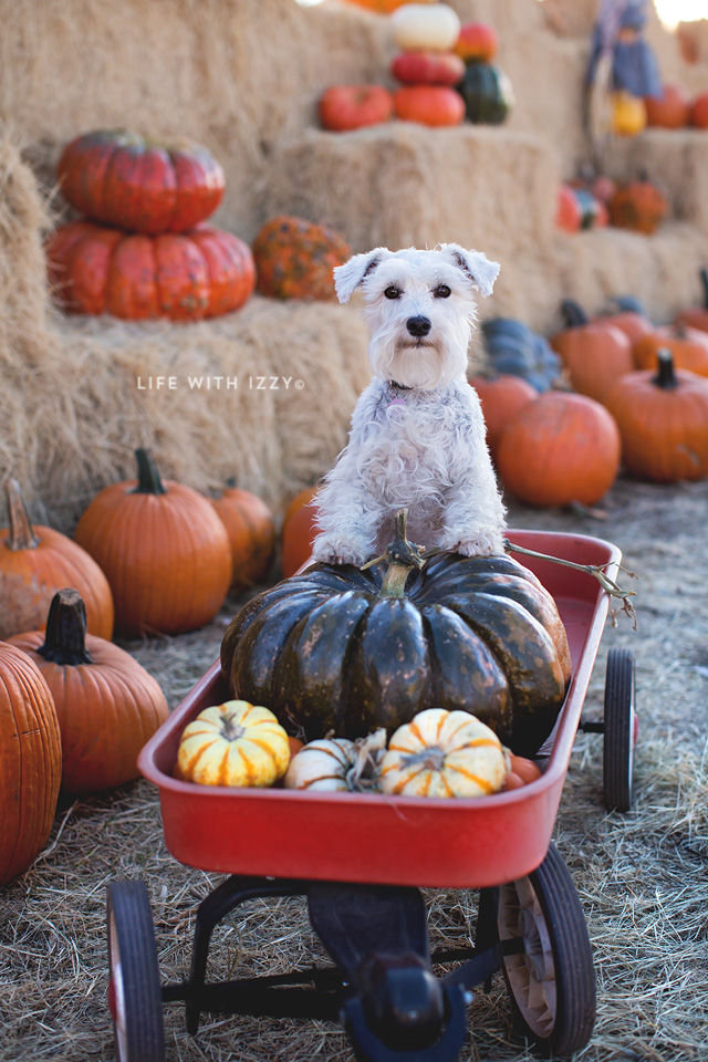 lifewithizzypumpkinpatch2-copyfb